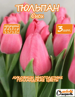 Тюльпан луковичные цветы, Sisi 3 шт, разбор 12+