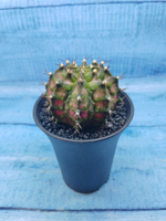 Gymnocalycium T-Rex Pink hybride (Гимнокалициум T-rex)