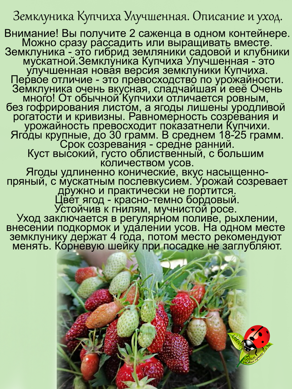Земклуника Купчиха улучшенная сладкая пряно-мускатная