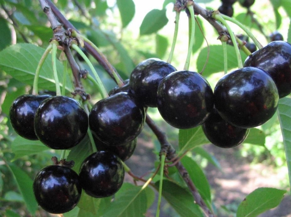 Саженец Вишни «Шоколадница» (Привитая, Дерево, Самоплодная, Темная)