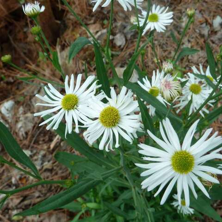 Болтония астровидная "Snowbank". Boltonia asteroides "Snowbank".