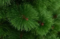 Искусственная сосна Купавна настенная 120 см., Леска, ЕлкиТорг (126120)