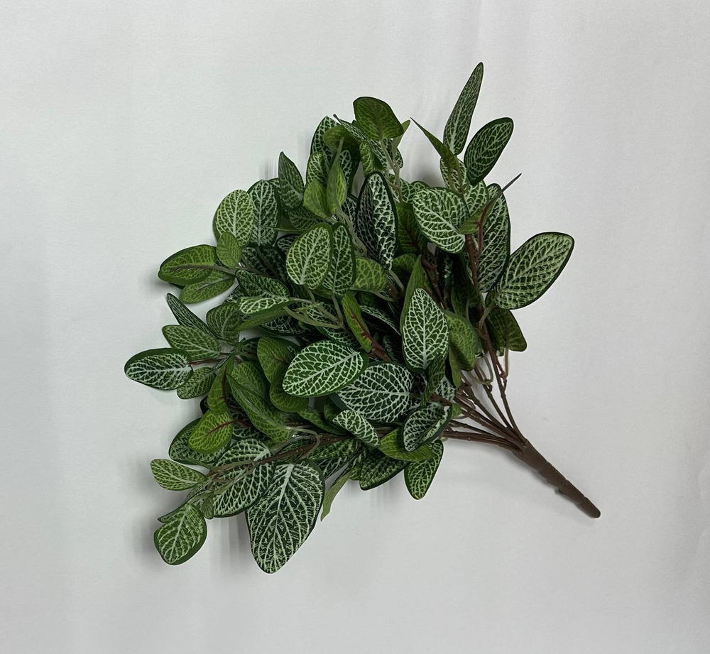 Куст Фиттония пышная