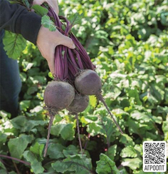 Бохан F1 семена свеклы (Bejo / Бейо)