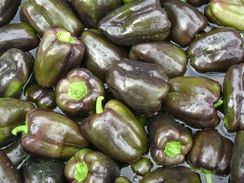 МАВРАС F1 семена перца сладкого (Enza Zaden | Alexagro)