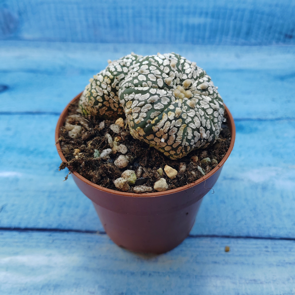Astrophytum Asterias "Super Kabuto" (Астрофитум)