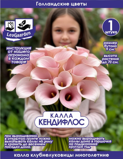Калла, Клубнелуковица, Кендифлосс, 1 шт.