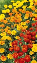 Семена Бархатцы отклоненные Веселая полянка 0,2 гр (УД) Е/П