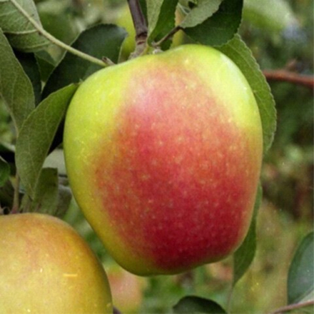 Яблоня зимняя Северный синап (2-летняя) п/карл.подвой ОКС