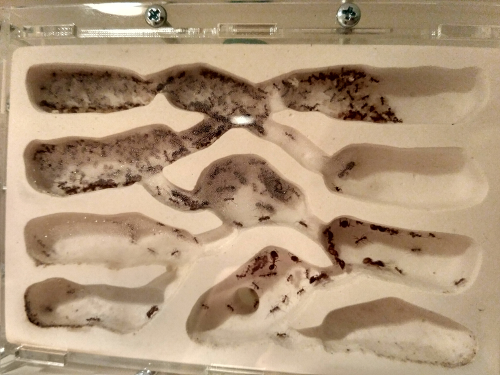 Комплект формикарий "Белый Дом 3.0" и муравьи Pheidole (160х100х100 мм)