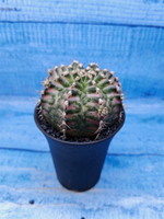 Gymnocalycium T-Rex Pink hybride (Гимнокалициум T-rex)