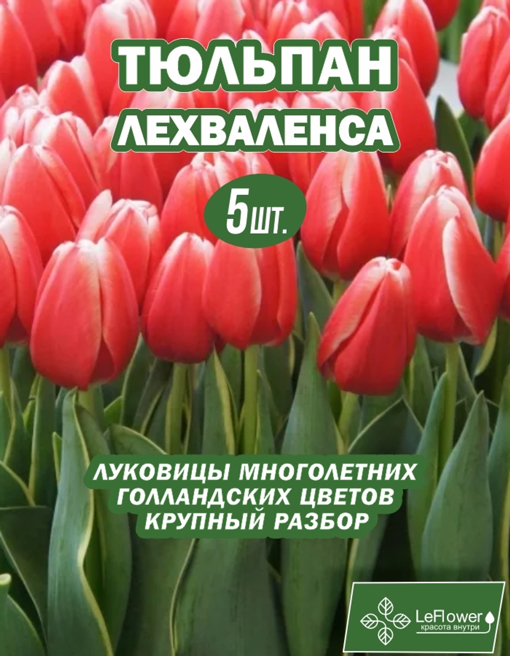 Тюльпан Луковица, Лех Валенса, 5 шт крупные