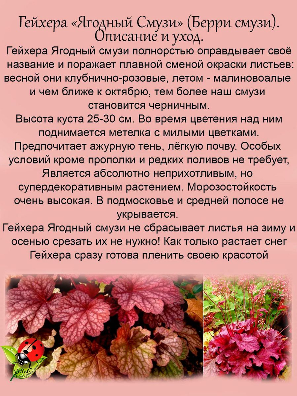Гейхера Берри Смузи ягодный смузи многолетняя