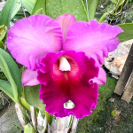 Орхидея ринхолелиокаттлея RLC. MEM. ROBERT STRAIT X C. RONALD HUASERMAN