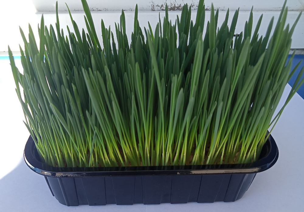 Трава пророщенная гидропоника