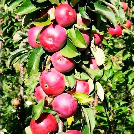 Яблоня колоновидная Арбат осенняя