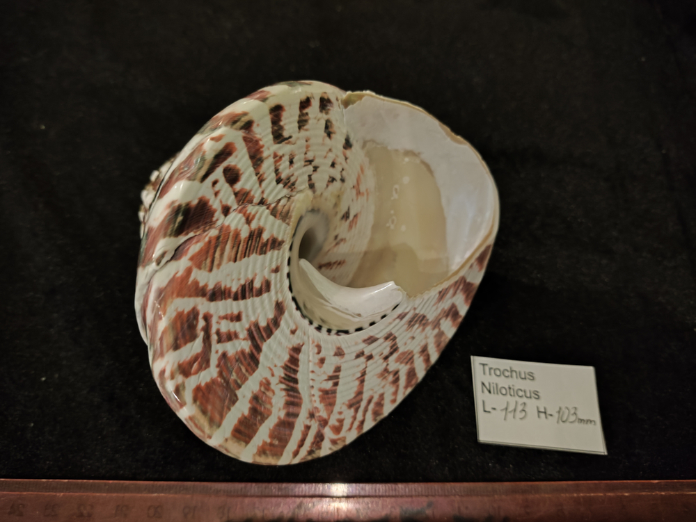 Трохус Нилотикус натуральный