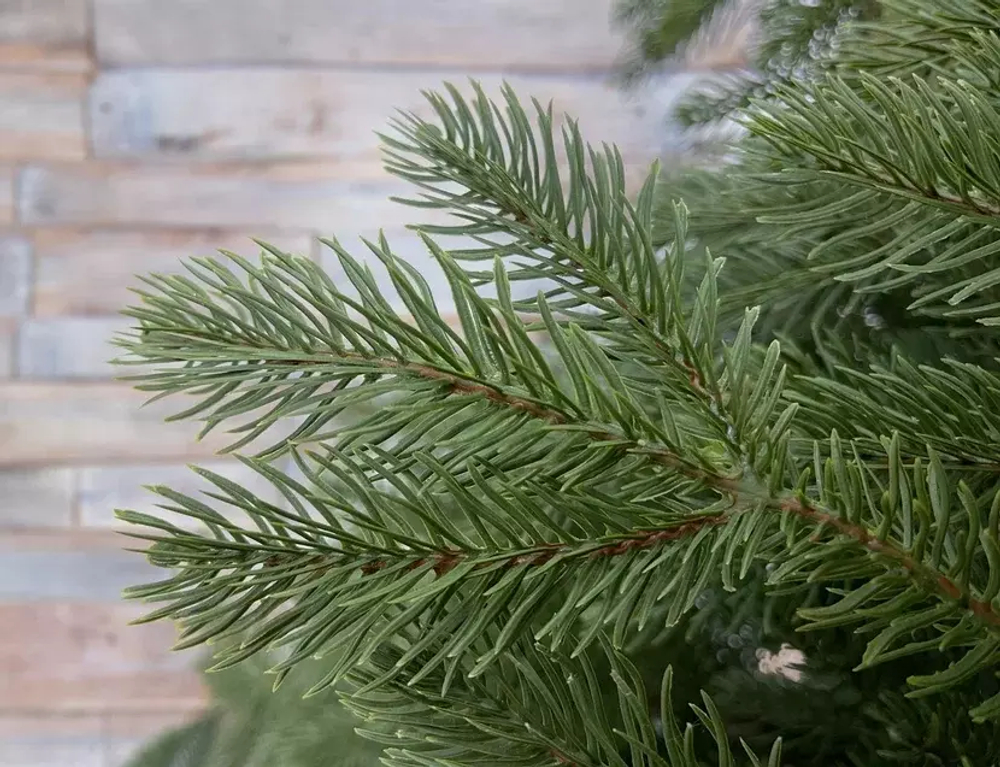 Ель 230см Black Box Дворянская 100% литая зеленая