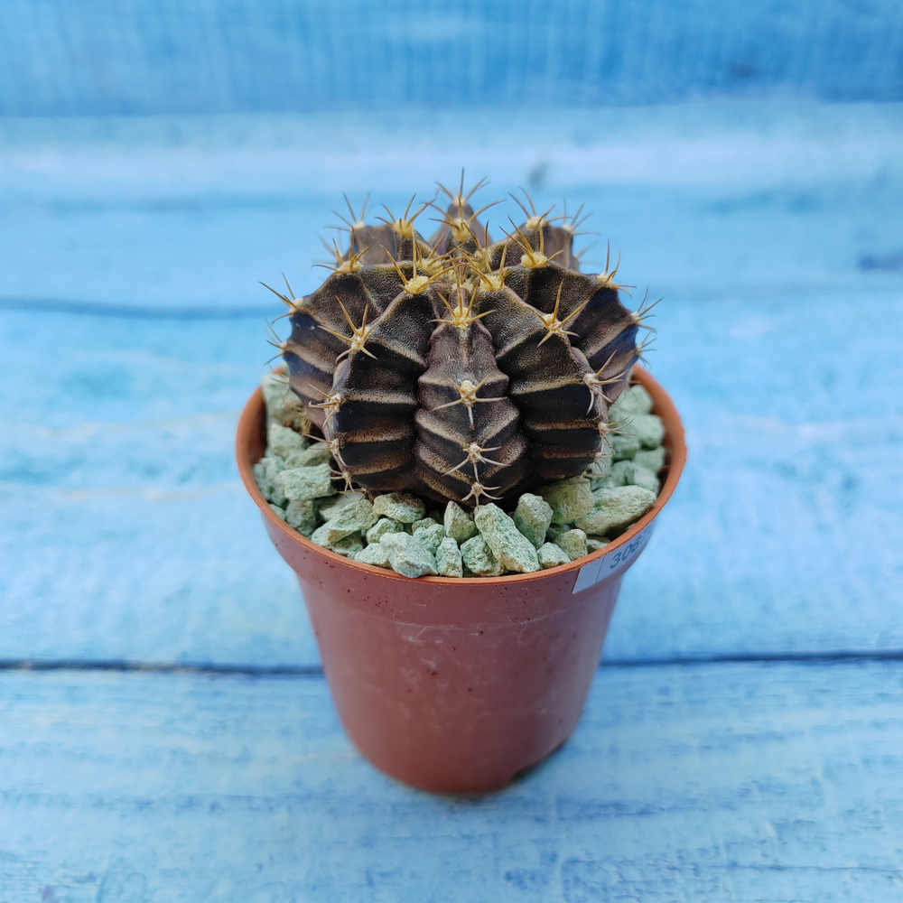 Gymnocalycium Friedrichii (Гимнокалициум)