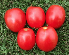 ТМ 10857 F1 семена томата детерминантного (Sakata / Саката)