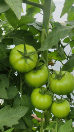 Мальгрос F1 семена томата индетерминантного ( Yuksel Tohum / )