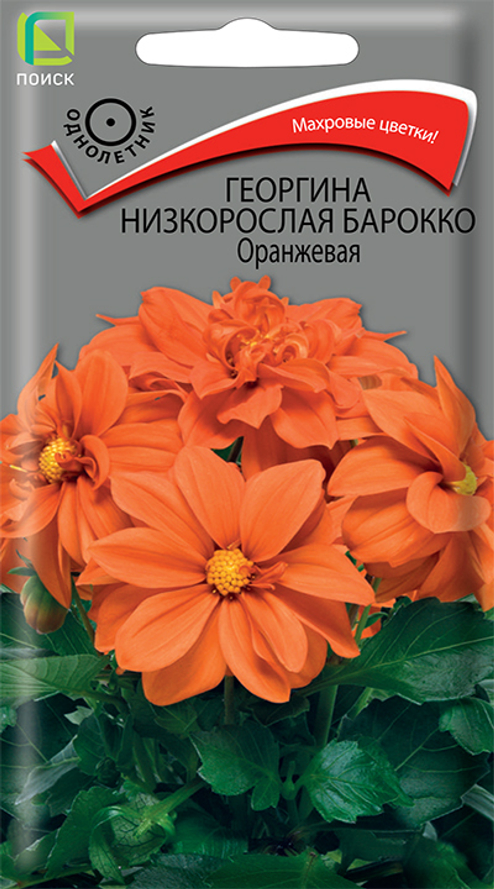 Георгина низкорослая Барокко Оранжевая