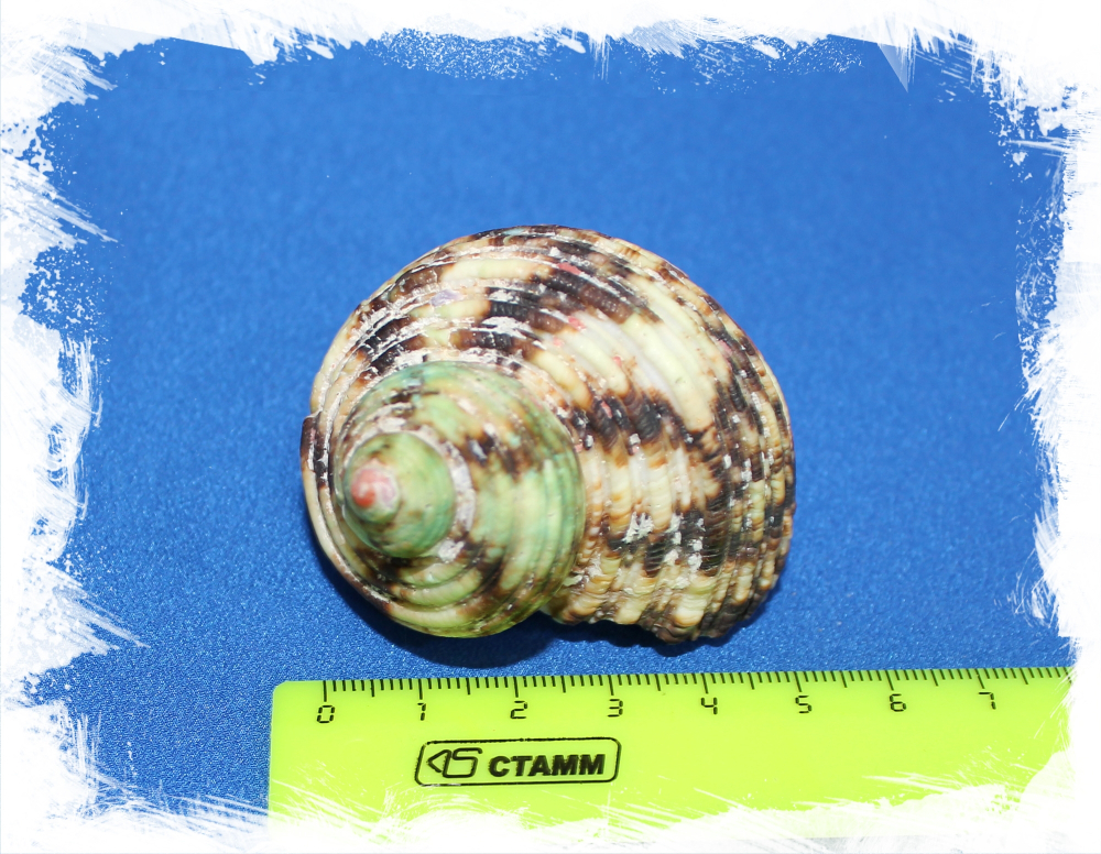 Турбо Среброустый, 4-6см, 1шт