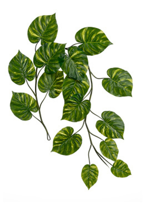 Потос Giant лиана