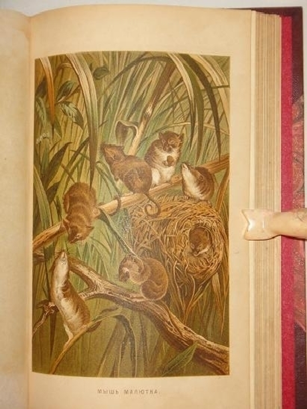 "Иллюстрированное издание " Жизнь животных " А.Э.Брэма в десяти томах". Альфред Эдмунд Брэм. 1896г.