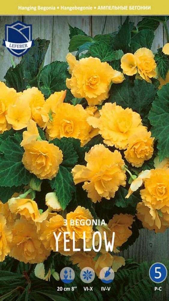 Бегония &quot;Pendula Yellow&quot;, Нидерланды.
