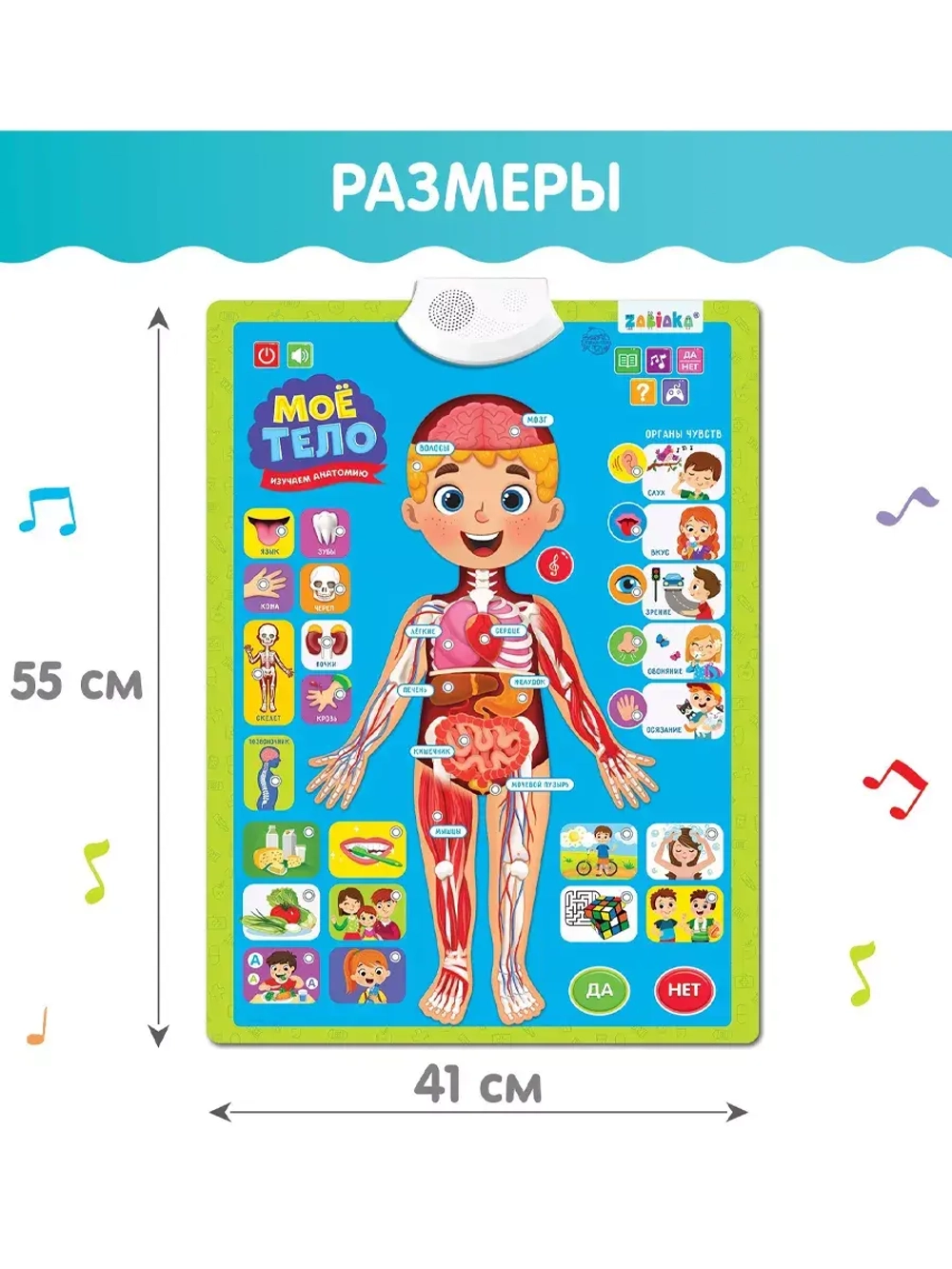 Обучающий плакат Изучаем анатомию: Моё тело