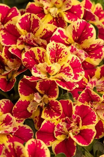 ЕВРО Калибрахоа Candy Shop Double Candy Bouquet укореннный черенок ОКС февраль 26 Kohen