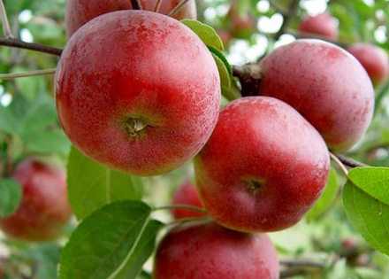 Саженец яблони «Осенняя Радость» (Десертная, Зимостойкая)