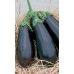 Семена Баклажан Мулатка (Марс) 0,25гр Б/П