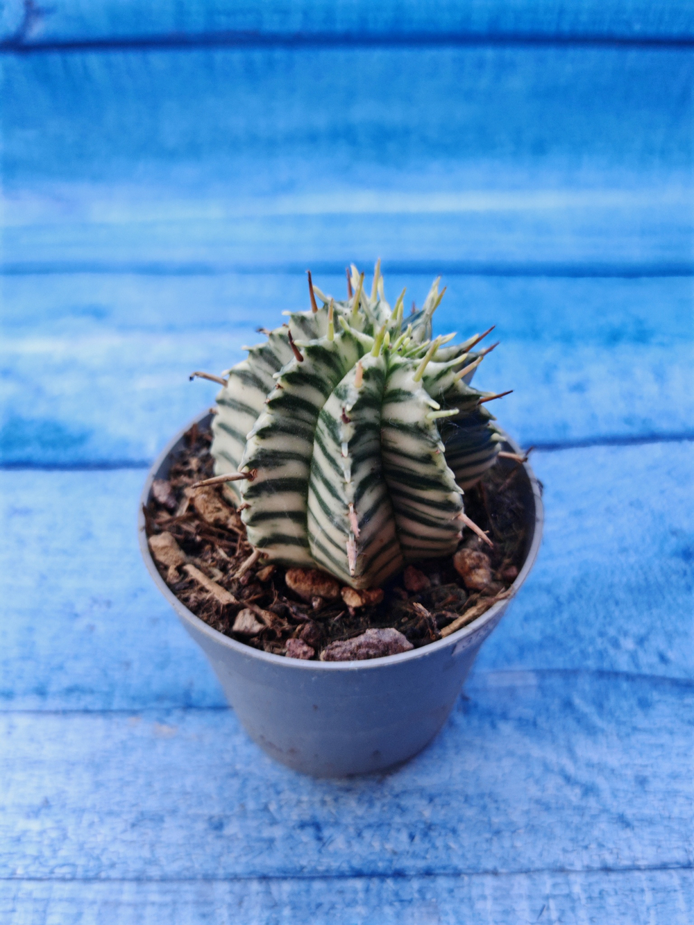 Euphorbia meloformis f. Variegated (Эуфорбия вариегатная)