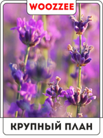 Набор постеров "Красота Лаванды" 3шт.