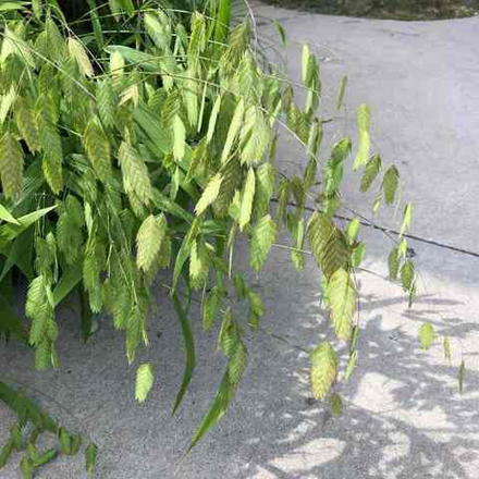 Плоскоколосник широколистный (Хасмантиум). Chasmanthium latifolium