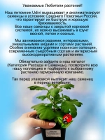 Хризантема Бранхилл Ред мультифлора