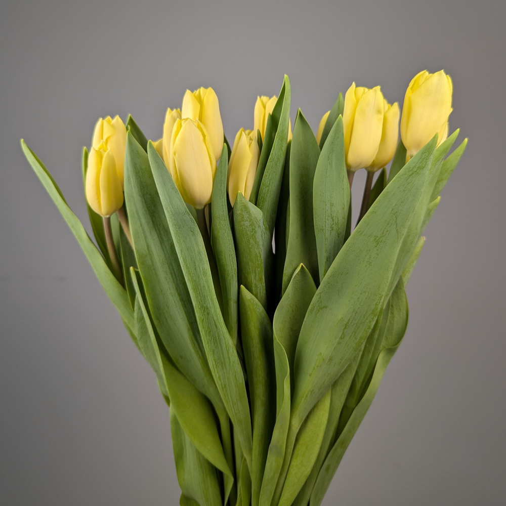 Пачка Кремовых Тюльпанов (25 шт.)