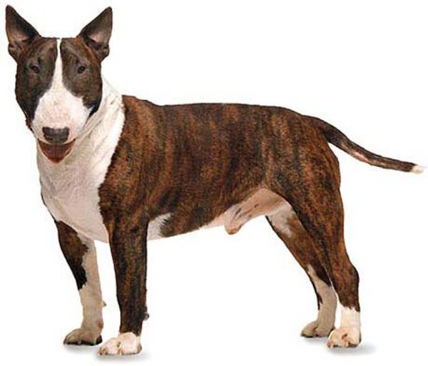 Бультерьер