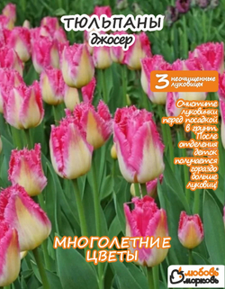 Тюльпан Луковица, Джосер, 3+шт