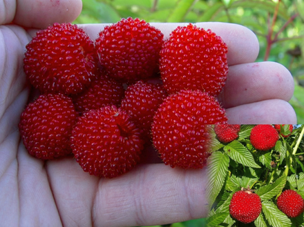 Саженец Тибетской малины (Экзотика в саду, Огромные ягоды-«свечки», Декоративная и съедобная, Низкорослая)