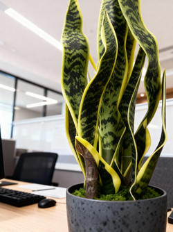 Щучий хвост зеленый в кашпо