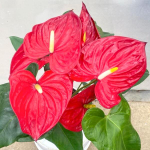 Антуриум Андре NEVADA