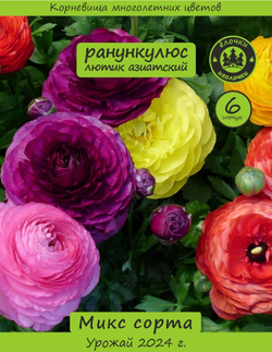 Корневище, Ранункулюс микс сортов, 6 шт
