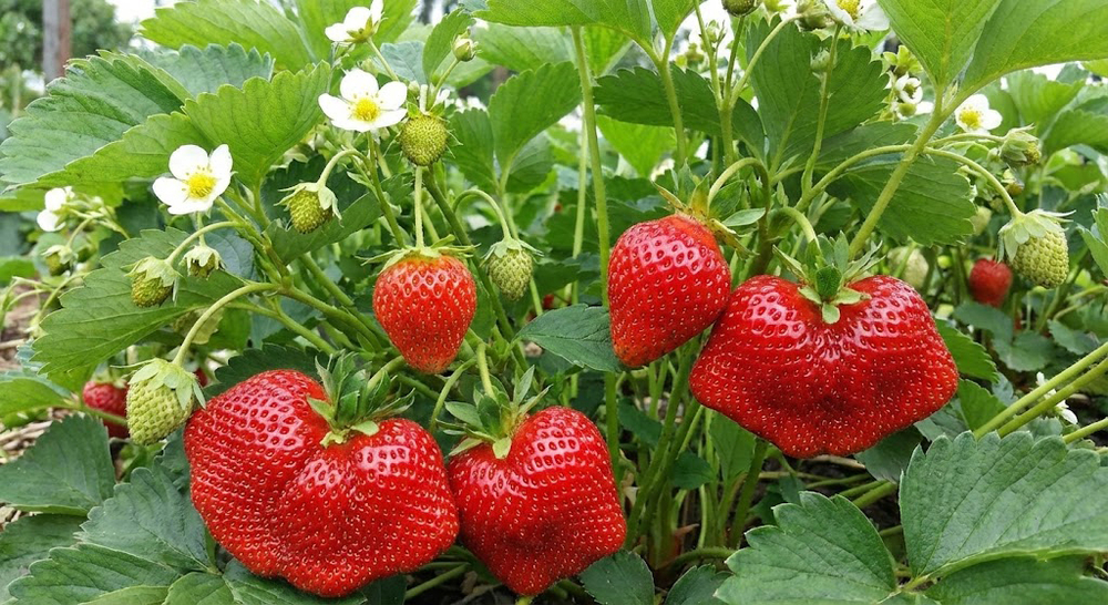 Рассада земляники садовой (клубники) «Елизавета 2» (Ремонтантная, крупноплодная)