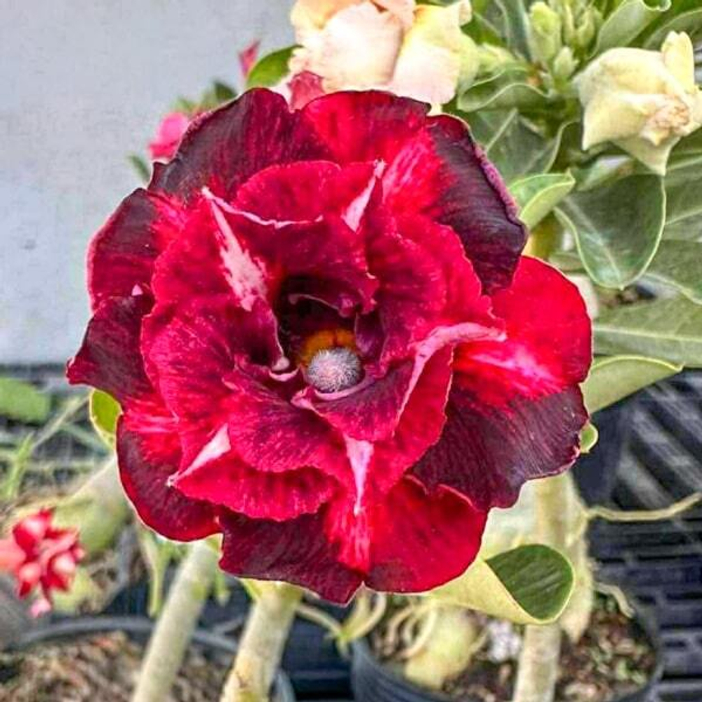 Адениум CHANEL