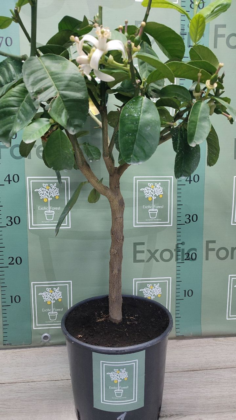 Cedro Maxima