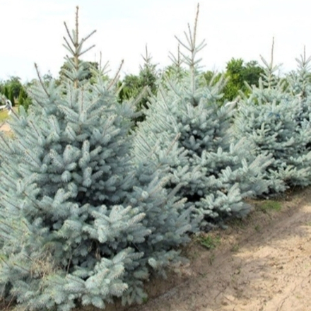 Ель колючая (голубая) Эдит В+С 140-160