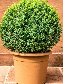 Семена Самшит мелколистный корейский 1гр